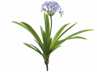Agapanthus-Pflanze blau H 60cm, zum Stecken