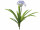 Agapanthus-Pflanze blau H 60cm, zum Stecken