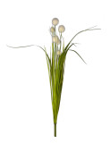 Kugelgrasbusch crème 70cm zum Stecken