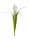 Kugelgrasbusch crème 70cm zum Stecken