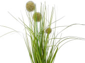 Grasbusch mit Blüten im Topf grün/weiss, H 36cm, gemischt 3 Sorten, pro Stück