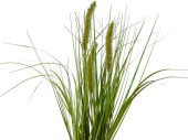 Grasbusch mit Blüten im Topf grün/weiss, H 36cm, gemischt 3 Sorten, pro Stück