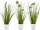Grasbusch mit Blüten im Topf grün/weiss, H 36cm, gemischt 3 Sorten, pro Stück
