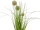 Grasbusch mit Blüten im Topf grün/weiss, H 36cm, gemischt 3 Sorten, pro Stück