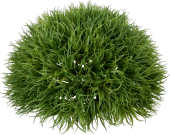 Lavendelgras-Halbkugel 21cm grün