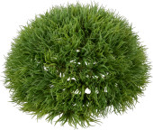 Lavendelgras-Halbkugel 25cm grün