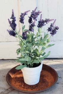 Lavendelbusch im Topf 48cm dunkelviolett