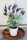 Lavendelbusch im Topf 48cm dunkelviolett