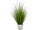 California Beach Gras 78cm in weissem Topf