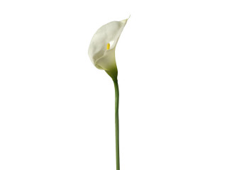 Calla Deluxe weiss 70cm hoch Blüte 13cm