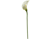 Calla Deluxe weiss 70cm hoch Blüte 13cm