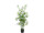 Bambus getopft grün H 120cm Japanisch, feine Stauden