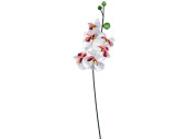 Orchidee Big weiss-fuchsia H 125cm, Ø 30cm