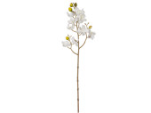 Orchideenzweig natural weiss 14 x 48cm