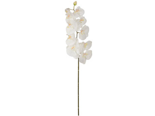 Orchideen natural weiss 20 x 98cm