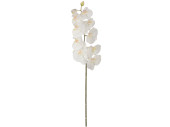 Orchideen natural weiss 20 x 98cm