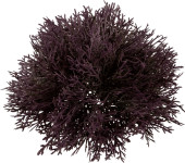 Zedern-Halbkugel 25cm burgund