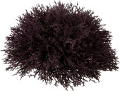 Zedern-Halbkugel 31cm burgund