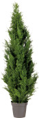 Zypresse grün 120 cm hoch getopft