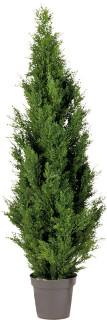 Zypresse grün 150 cm hoch getopft