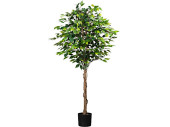 Ficus Benjamini grün 180cm getopft, 1008 Blätter
