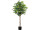 Ficus Benjamini grün 180cm getopft, 1008 Blätter
