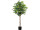 Ficus Benjamini grün 180cm getopft, 1008 Blätter