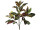 Croton-Busch grün/bunt 75cm hoch 32 Blätter
