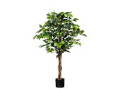 Ficus Benjamini grün 120cm getopft, 630 Blätter