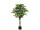 Ficus Benjamini grün 120cm getopft, 630 Blätter