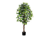 Ficus Benjamini grün 150cm getopft, 840 Blätter