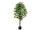 Ficus Benjamini grün 150cm getopft, 840 Blätter