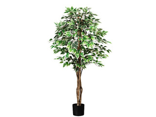 Ficus Benjamini grün/weiss 150cm hoch, getopft 840 Blätter