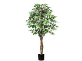 Ficus Benjamini grün/weiss 150cm hoch, getopft 840...