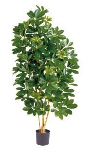 Schefflera Natural grün 110cm, 752 Blätter, getopft