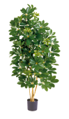 Schefflera Natural grün 110cm, 752 Blätter,...
