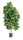 Schefflera Natural grün 110cm, 752 Blätter, getopft