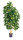 Schefflera Natural grün 140cm, 1081 Blätter, getopft