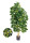 Schefflera Natural grün/gelb 110cm, 752 Blätter, getopft