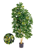 Schefflera Natural grün/gelb 140cm, 1081...