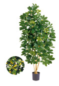 Schefflera Natural grün/gelb 140cm, 1081...