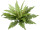 Farnbusch grün Ø 50cm, mit 26 Blätter
