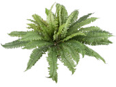 Farnbusch grün Ø 90cm, mit 50 Blätter