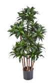Dracena Baum grün getopft 120cm, 576 Blätter, 7...