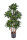 Dracena Baum grün getopft 120cm, 576 Blätter, 7 Stämme