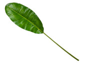 Bananenblatt grün L 129cm Blatt 60cm, Stiel 69cm