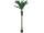 Areca-Palme getopft 210cm dicker Stamm