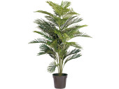 Areca-Palme grün 120cm hoch 32 Blätter, getopft