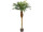 Phönixpalme 180cm hoch getopft, 28 Blätter