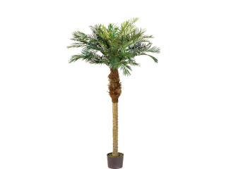 Phönixpalme 150cm hoch getopft, 21 Blätter